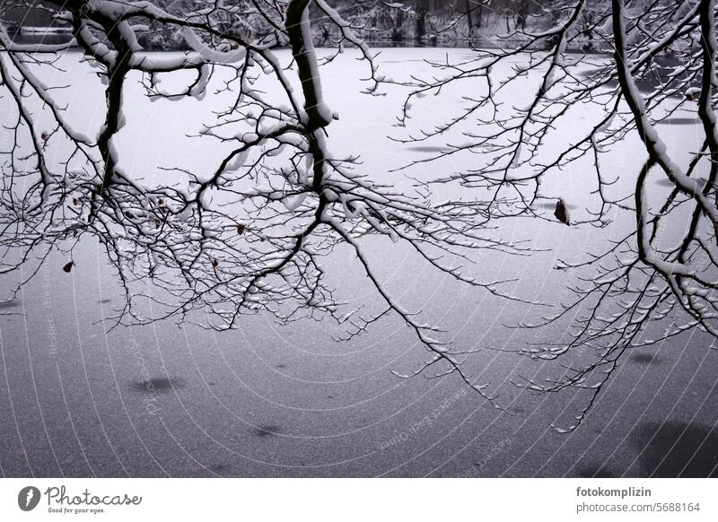 Zweige im Schnee Äste Winter Äste und Zweige verschneite Bäume Winterwald winterlich Winterstimmung Wintertag Winterlandschaft kalt Schneedecke Idylle stille