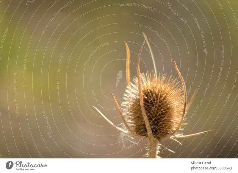 Nahaufnahme von braunen wilden Teesamen mit unscharfem Hintergrund Saison Stachel Makro Samen Kardendistel Herbst Flora trocknen Stachelige Kratzdistel Natur