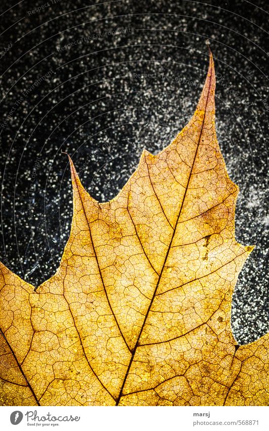 Das Gelbe Natur Pflanze Sommer Herbst Schneefall Blatt Wildpflanze alt leuchten verblüht einfach Fröhlichkeit glänzend mehrfarbig gelb gold Senior einzigartig