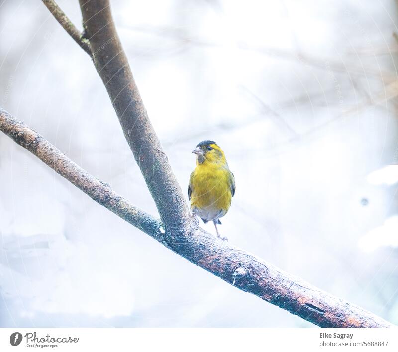 Vogel- Porträt - Ganzkörperaufnahme  Zeisig männlich Außenaufnahme Farbfoto Tier Tierporträt Natur Menschenleer Tag Schwache Tiefenschärfe Nahaufnahme gelb