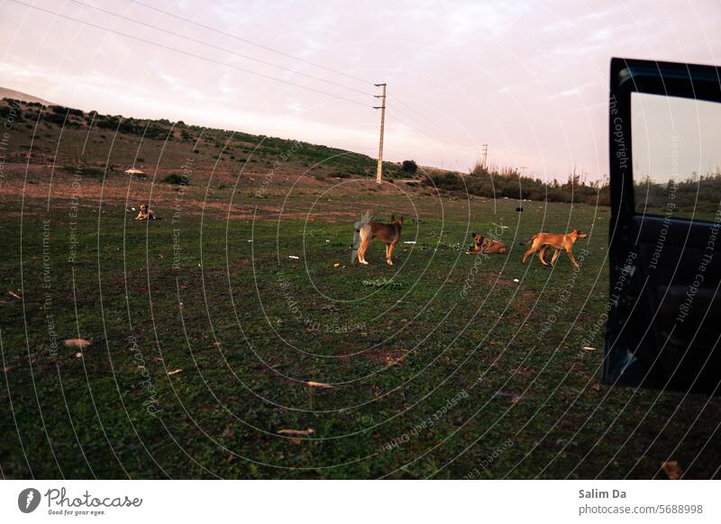 Hunde in der Gruppe in einer natürlichen Umgebung Hündchen Menschengruppe Tiergruppe Tiere Tierschutz Tierwelt Umwelt Natur umgebungsbedingt Naturerlebnis