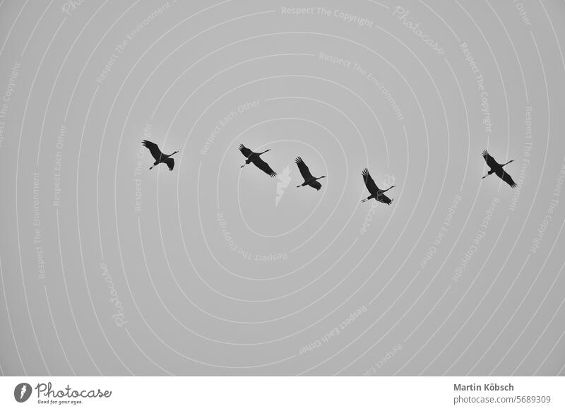 Kraniche fliegen in V-Formation in den Himmel. Zugvögel auf dem Darss. schwarz weiß Frühling Süden Zugvogel Air Menschengruppe schön grau revoltijo Hintergrund