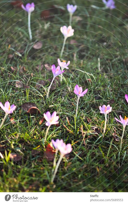 in der Frühlingssonne Krokusse Frühlingserwachen Frühlingsboten Krokusblüten Frühlingskrokusse Frühlingssonnentag Frühblüher lila Frühlingsblüten Blümchen