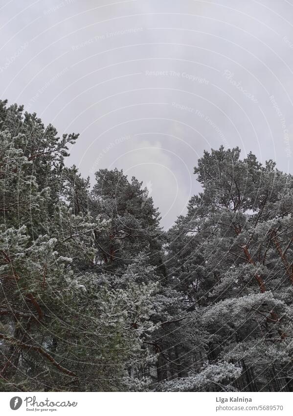 Bäume im Winter kalt Kälte Wintertag gefroren Schnee Natur im Freien Pflanze Baum Umwelt pinaceae Schneedecke Winterstimmung Schneelandschaft Jahreszeiten Frost