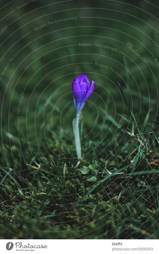 Krokus - ein Frühlingsbote Frühlingskrokus Krokusblüte Frühblüher violett Frühlingsblüte Frühlingsblume Blume Blüte blühen Frühlingstag dunkel violette Blume