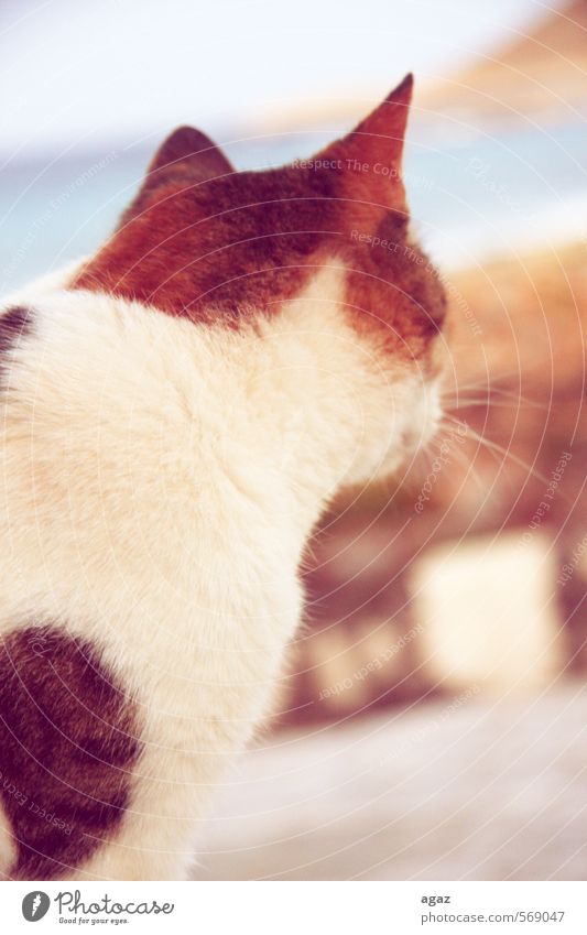 Kitty Tier Haustier Katze Fell 1 Freiheit Ohr Farbfoto Außenaufnahme Detailaufnahme Textfreiraum rechts Tag Unschärfe Tierporträt