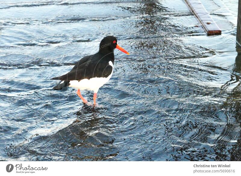 ein Austernfischer steht auf einem überfluteten Holzsteg Vogel Wildtier Nordsee Wasser Flut Gezeiten Steg Ufer Meer Wattenmeer auflaufendes Wasser