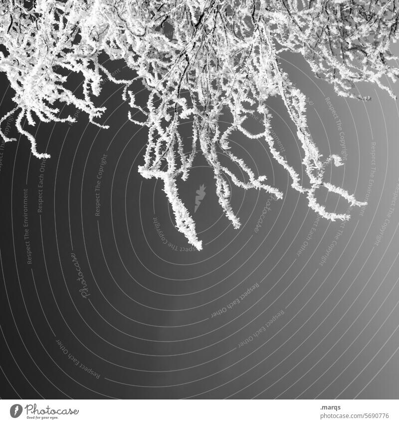 Vereiste Zweige weiß kalt Frost gefroren Ast Eis Natur Winter Winterstimmung frieren Wintertag Baum Wetter Pflanze Eiskristall Jahreszeiten natürlich Stimmung