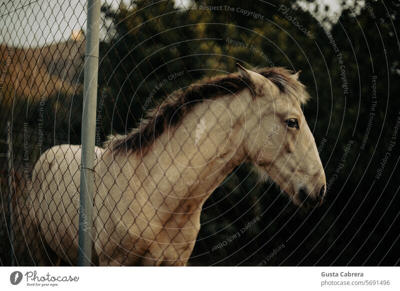 Kleines Hengstfohlen über die Zäune. Colt Tier Tiergesicht Tierporträt Farbfoto Außenaufnahme Tag Nutztier Pferd Blick in die Kamera Natur Pferdekopf Mähne