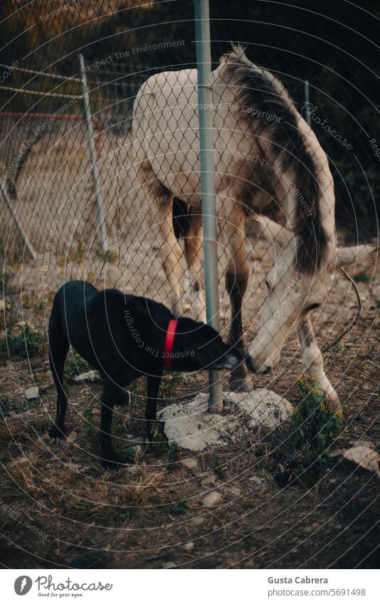 Hund und Fohlen begrüßen sich gegenseitig. Haustier Außenaufnahme Farbfoto Tierporträt Pferd Nutztier Tag Gras Tierjunges Textfreiraum oben Textfreiraum unten