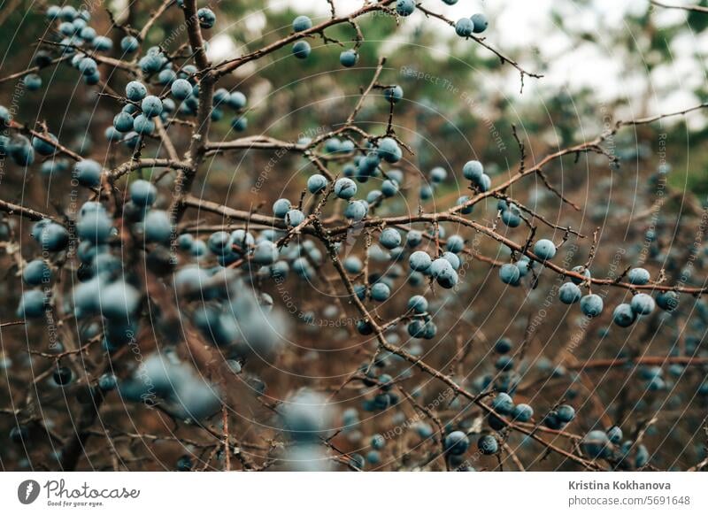 Wilde saure reife Schlehe - Prunus spinosa im Herbst Natur. Botanik, Pflanzen Konzept. Beeren Schlehen blau Ast Lebensmittel Frucht natürlich Schwarzdorn Buchse