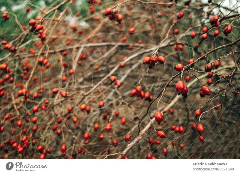 Reife Hagebuttenzweige im späten Oktober Heilbeeren, Rosa canina, Hundsrose Herbst Ast Flora natürlich Natur orange Pflanze rot reif Schönheit Beeren hell