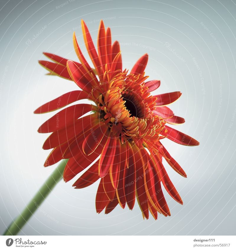 Gerbera im Studio Blume Wiese Natur Digitalfotografie