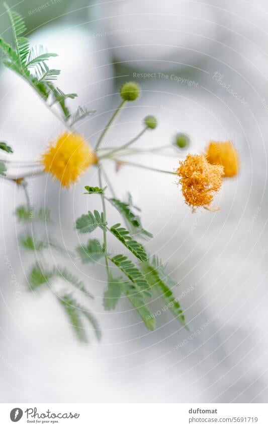 gelbe Mimose vor hellem Hintergrund Pflanze Botanik Mimosa pudica Blume Blatt Natur Blüte frisch geblümt Blütenblatt Nahaufnahme schön ästhetisch Schönheit