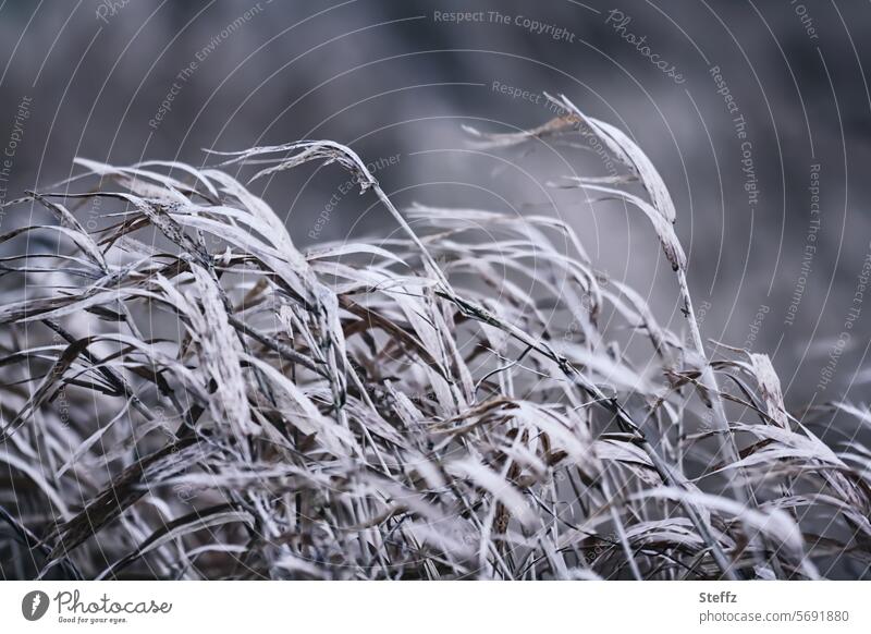 Schilfgras im Wind Gras im Wind windig unruhig Wintergras verweht grau Schilfrohr vertrocknete Gräser Grashalme Windbewegung wehen wachsen bewachsen