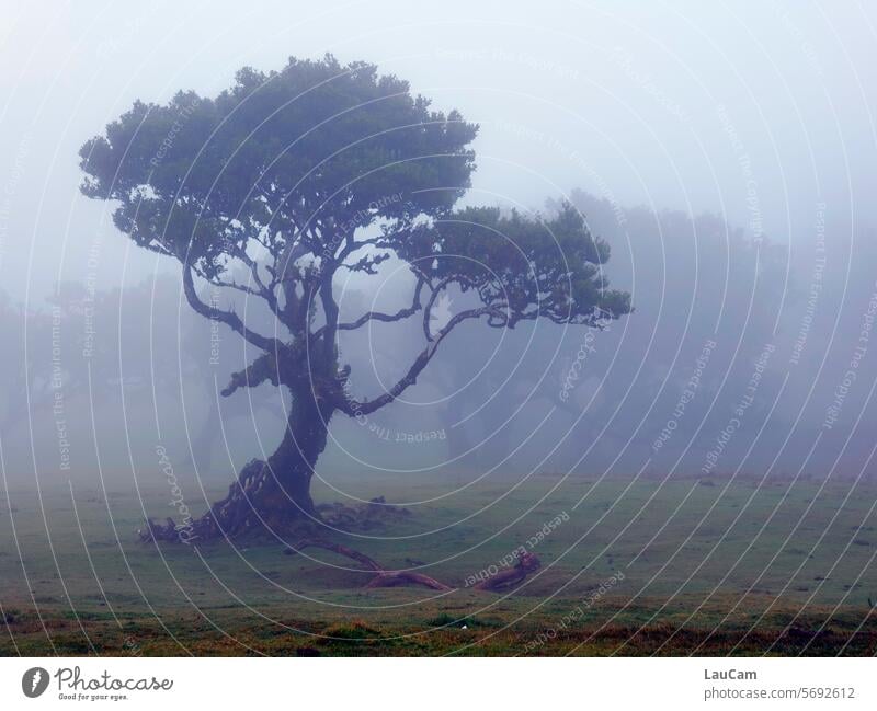 Im Nebelwald Wald Baum unheimlich düster mystisch alte Bäume schlechte Sicht Landschaft geheimnisvoll Stimmung Natur kalt nass feucht grau Nebelstimmung Wetter