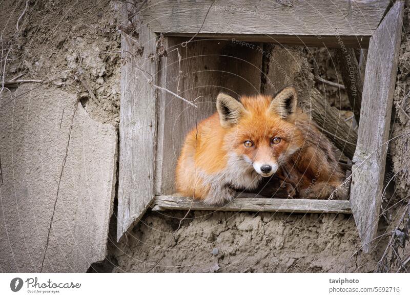 Rotfuchs am Fenster Fuchs Biest schön Jäger Vulpes vulpes Porträt Schamlippen Hintergrund Natur Fell Eckzahn pelzig orange niedlich Fleischfresser Raubtier