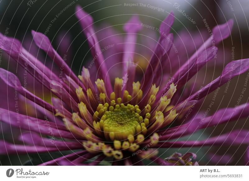 Wenn der Frühling erwacht filigran zart gerollte blütenblätter einsicht natur makro Chrysantheme blumig blume Blumenfoto eigenwillig Knospe Jahreszeit lila gelb