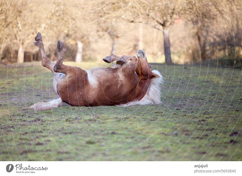 Pferd liegt auf dem Rücken und rollt sich auf der Wiese pferd Pferde liegen rollen spaßig dreckig Haflinger Stufe lustig lustiges Tierfoto Fiel Wiesen reiten