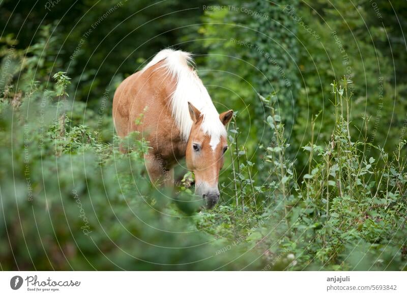 Haflinger Pferd frei im Wald rasse Pferde Reiten Offenstall Offenstallhaltung Tiere in der Wildnis Tierliebe Pferdekopf läuft Freude Freiheit grüner Hintergrund