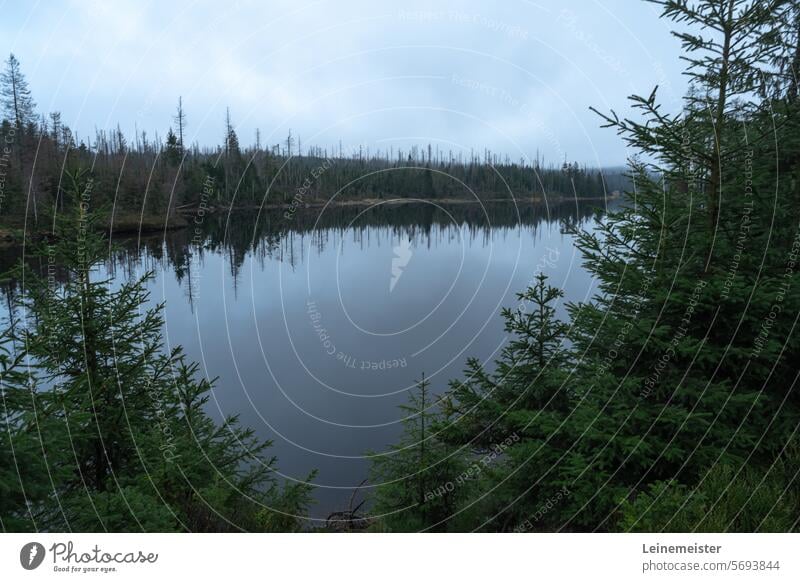 Oderteich im Harz Stausee Damm Pfähle Herbst oderteich Dunst Landschaft Winter Nebel