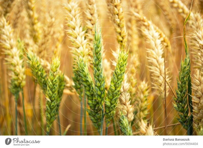 Nahaufnahme von goldenen und grünen Weizenähren, Getreide Hintergrund gelb Wachstum Natur Korn Ackerbau Ernte Lebensmittel Pflanze Sommer Samen Müsli Bauernhof