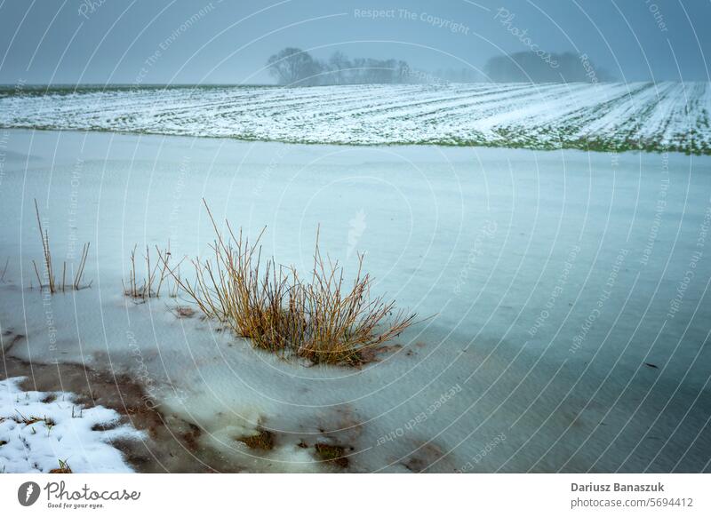 Gefrorenes Wasser auf einem landwirtschaftlichen Feld, Blick auf einen nebligen Januartag, Ostpolen gefroren Eis ländlich Bauernhof Nebel Tag Winter Schnee