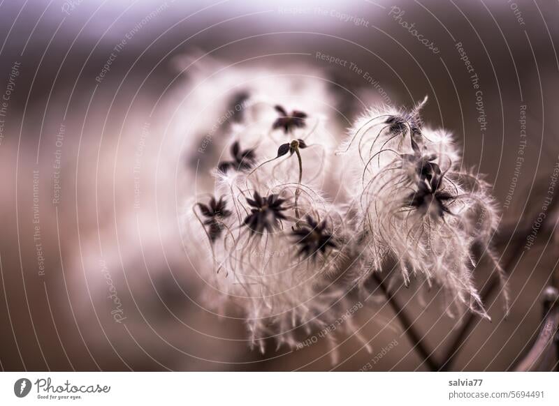 flauschig und weich Waldrebe Pflanze Samenstand Nahaufnahme Natur verblüht filigran zart Clematis Schwache Tiefenschärfe weiß Menschenleer Wildpflanze