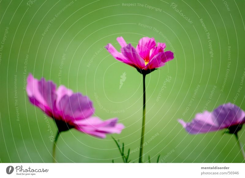 blurred green & sharp violet Blume Pflanze 3 Blüte Blatt Unschärfe grün Hintergrundbild violett Romantik Orchidee Natur rosa planzen flower blooms blossoms