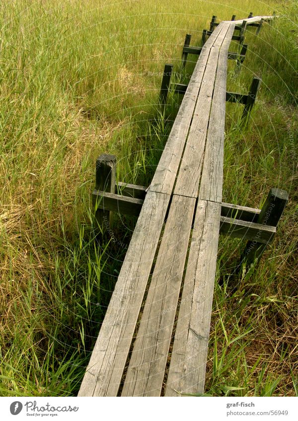 langer Steg durch den Sumpf Gras Holz Brücke