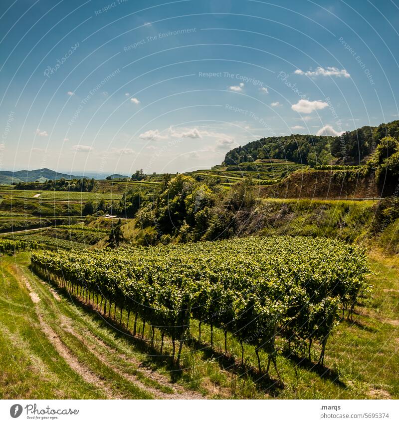 Weinreben Kaiserstuhl Natur Erholung Hügel Sommer Schönes Wetter Landschaft Himmel Tourismus Weinberg Weinbau Pflanze Horizont Ausflug Terrassenfelder Schatten