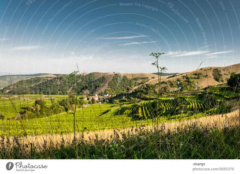 Weinbaugebiet Ausflug Tourismus Sommer Kaiserstuhl Erholung Idylle Schönes Wetter Himmel Landschaft Hügel Gras Natur Schräglage weich Weinberg Weinrebe