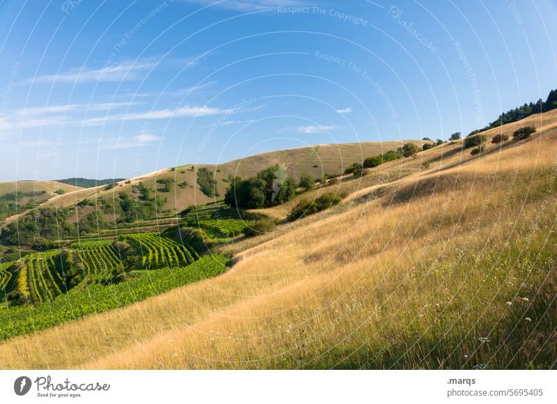 Terrassen Ausflug Tourismus Sommer Kaiserstuhl Erholung Idylle Schönes Wetter Himmel Landschaft Hügel Gras Natur Schräglage weich Weinberg Weinbau Weinbaugebiet