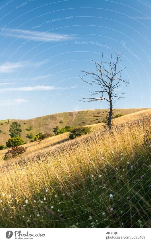 Kahl Ausflug Idylle Tourismus Sommer Kaiserstuhl Erholung Schönes Wetter Himmel Landschaft Hügel Gras Natur Baum kahl