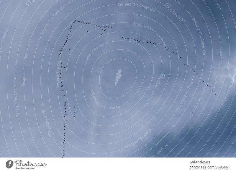 Aus dem Süden zurückkehrende Kraniche Kraniche am Himmel Kranichflug Schwarm Vögel Formationsflug Wildvögel Zugvögel Fliege Vogelschwarm Vogelzug Zugvogel