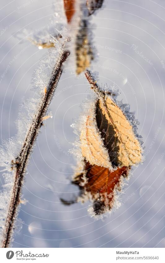 vereiste Blätter im Winter vereiste Blätter Winter kalt gefroren Saison Schnee weiß Eis Natur Winterzeit kalte Temperatur frieren