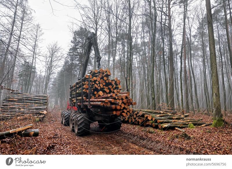 Forstwirtschaft, Forwarder holzwirtschaft forstwirtschaft baumstämme stamm holztransporter forwarder baumfällarbeiten holzfäller waldgebiet abtransport