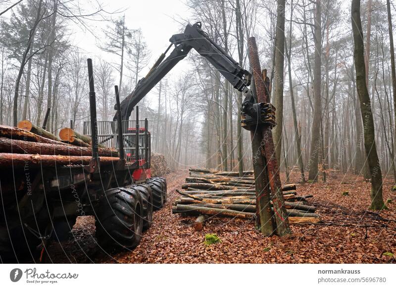 Forstwirtschaft, Forwarder holzwirtschaft forstwirtschaft baumstämme stamm holztransporter forwarder baumfällarbeiten holzfäller waldgebiet abtransport