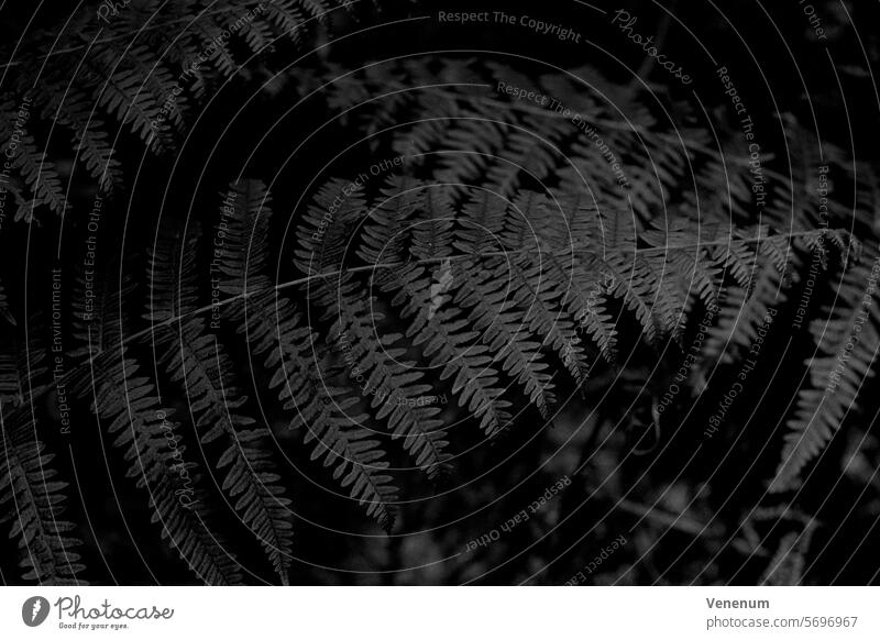 Analoge Schwarzweißfotografie, Farnpflanze im Sommer analog Analogfoto analoge fotografie Analogfotografie Analoges Foto analogue analoges Bild Analogbild