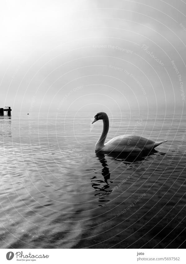 Schwan auf dem Meer Horizont Ostsee Weitsicht melancholie Einsamkeit allein anmutig elegant weiß schwanenhals Wasser Tier Vogel Feder schön Natur Trauer