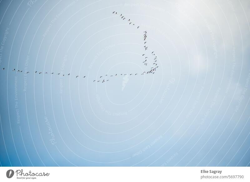 Wildgänse -Schwarm Formationsflug Zugvögel Freiheit Vogelflug Vögel Himmel Vogelschwarm Natur Bewegung Frühlingsgefühle Zugvogel Vogelzug Tiergruppe Wildtier