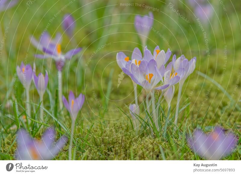 Krokusse Frühlingswiese Frühlings wiese Blumenwiese Wiesenblume Gras Blühend frühlingswiese Garten Feld Farbfoto Idylle blühen Frühlings-Krokusse in der Blüte