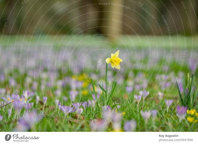 Frühlingsblüten Wiese Narzisse frühlingsboten Gelbe Narzisse Narzissen Blühend Farbfoto Natur Blume Blüte Pflanze Frühlingsgefühle Außenaufnahme Frühblüher