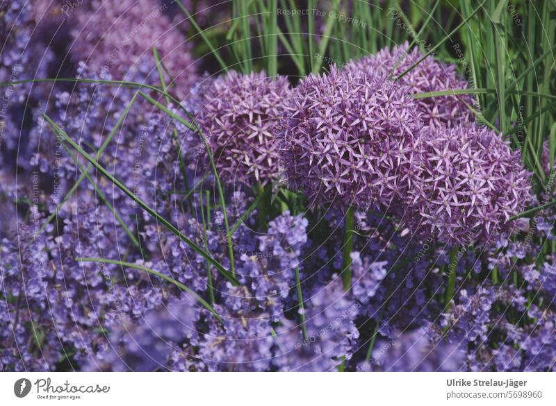 Frühling | Kugellauch in lila Frühlingsgefühle Frühlingsbeet Pflanze natürlich Natur Frühlingstag grün violett blühend Wiese lilafarben Zierlauch Garten Allium