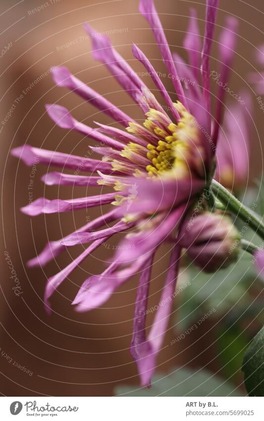 voll im Bild eine Chrysantheme blüten Knospe Blumenfoto lila gelb natur eigenwillig Blüte Frühling blumig blume nahaufnahme Jahreszeit