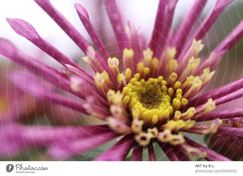 Offen filigran zart gerollte blütenblätter einsicht natur makro Chrysantheme blumig blume Blumenfoto eigenwillig Knospe Jahreszeit lila gelb Blüte unscharf