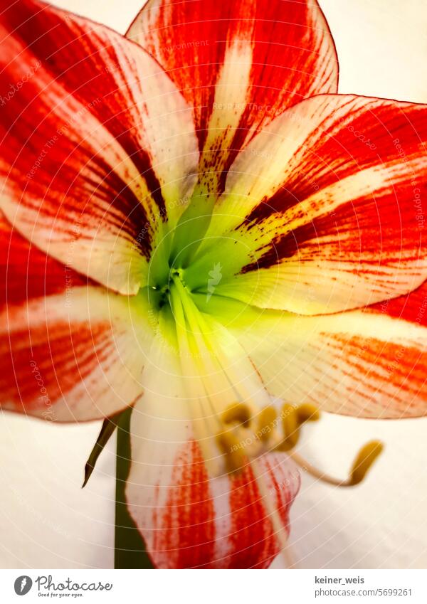 Amaryllis Amaryllisblüte Blütentrichter Pollen rot Zwiebelgewächs farbig Pflanze hochformat blühen Nahaufnahme Blume Amaryllisgewächse Amaryllidaceae