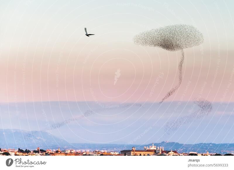 Ausreißer Abend fliegen Schwarm Star Vogel Schönes Wetter Himmel Stare Vogelschwarm Atmosphäre Stimmung Singvogel Tiergruppe Tiere Abendlicht Horizont stadt