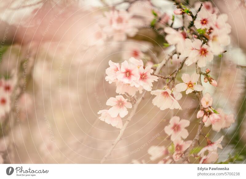 Mandelblüte in Sizilien, Italien Mandelbaum Frühling Baum Blüte Blume Kirsche Natur Ast weiß Blumen Blütezeit Überstrahlung Saison Schönheit Pflanze Garten