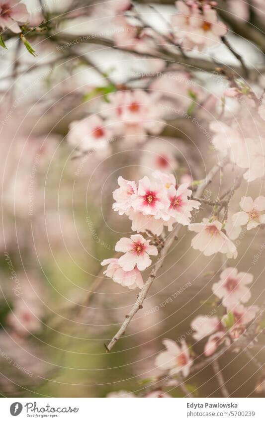 Mandelblüte in Sizilien, Italien Mandelbaum Frühling Baum Blüte Blume Kirsche Natur Ast weiß Blumen Blütezeit Überstrahlung Saison Schönheit Pflanze Garten